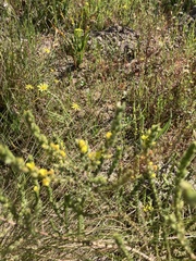 Aspalathus ericifolia