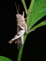 Acrididae