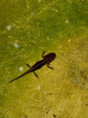 Lissotriton vulgaris