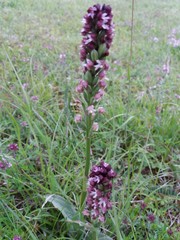 Neotinea ustulata ustulata