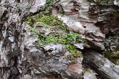 Psoroma hypnorum