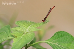Ceriagrion chaoi