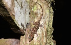 Cyrtodactylus cavernicolus