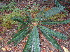 Cycas