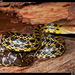 Eastern Trinket Snake - Photo (c) blueczkfox, some rights reserved (CC BY-NC)