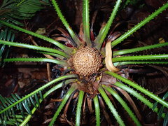 Cycas