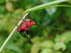 Conocephalus melaenus