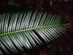 Cycas