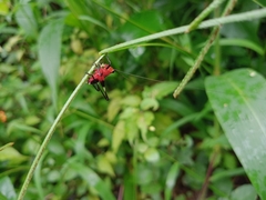Conocephalus melaenus