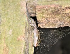 Cyrtodactylus cavernicolus