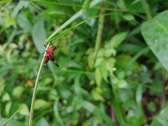 Conocephalus melaenus