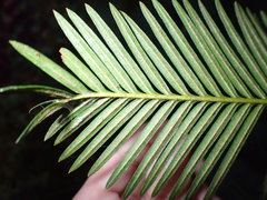 Cycas