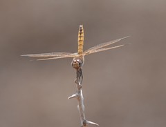 Trithemis annulata