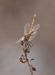 Trithemis annulata