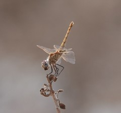 Trithemis annulata