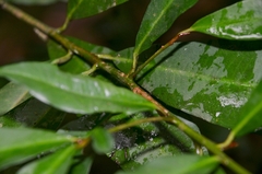 Ardisia quinquegona
