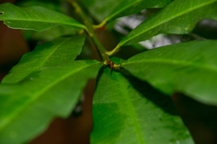 Ardisia quinquegona