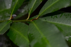 Ardisia quinquegona