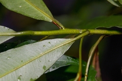 Ardisia quinquegona