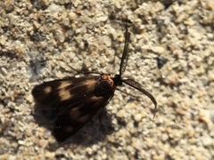 Pollanisus trimacula