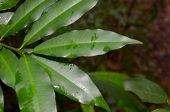 Ardisia quinquegona