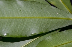 Ardisia quinquegona