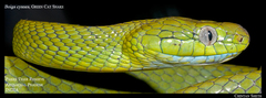 Boiga cyanea