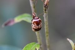 Cryptocephalus mutabilis