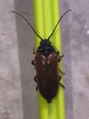 Cebrio gigas
