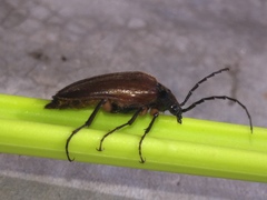 Cebrio gigas