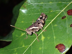 Acrididae