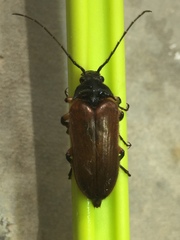 Cebrio gigas
