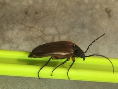 Cebrio gigas