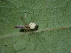 Pholcidae