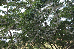 Styrax formosanus