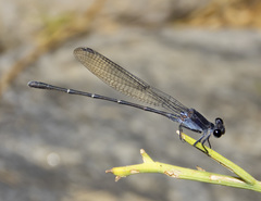 Argia tezpi