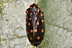 Phymatostetha stellata