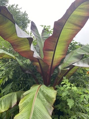 Ensete
