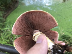 Agaricus xanthodermus