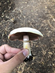 Agaricus xanthodermus