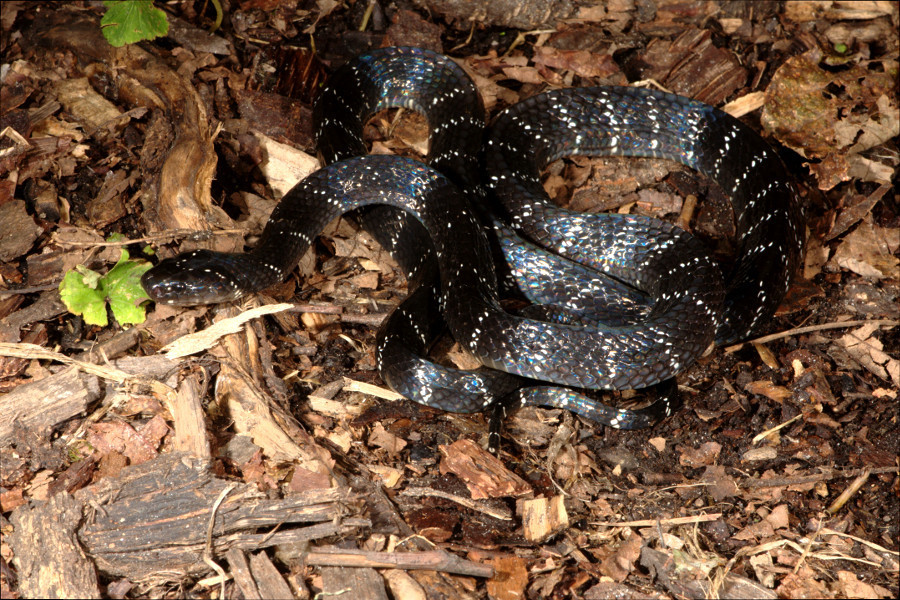 Northeastern Hill Krait