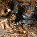Northeastern Hill Krait - Photo (c) chintan sheth, some rights reserved (CC BY-NC), uploaded by chintan sheth