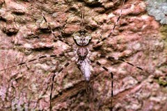 Hersilia sumatrana