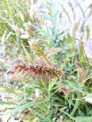 Setaria viridis