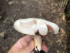 Agaricus xanthodermus