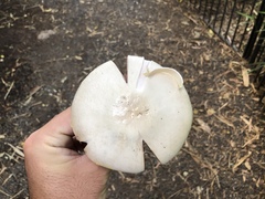 Agaricus xanthodermus
