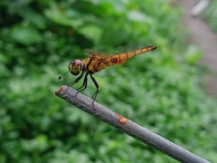 Aethriamanta brevipennis