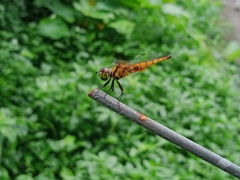 Aethriamanta brevipennis