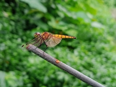 Aethriamanta brevipennis