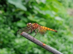 Aethriamanta brevipennis